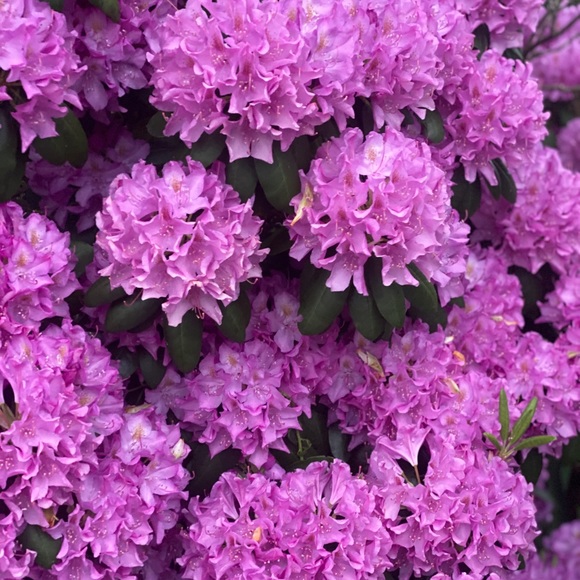 Meet your Posher, AMI - Picture 8 of 15